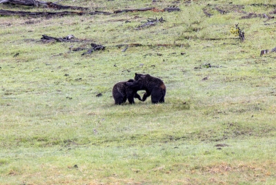 Grizzly Bears Fairy Falls Parking Lot 2025